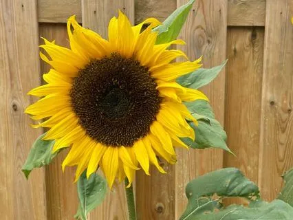 The Warmth Of Gratitude