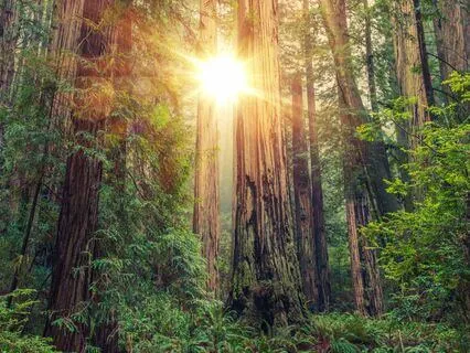 The Warrior’s Grounding With Giants Meditation