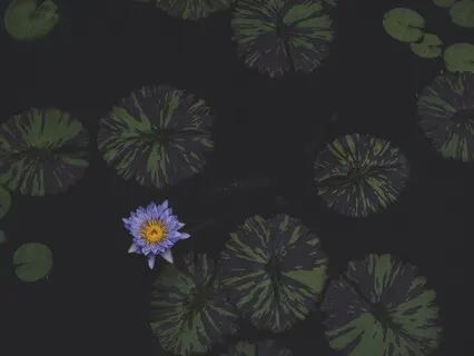 The Waterlilies: A Sleep Story To Fall Into A Monet Painting