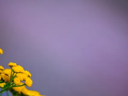 The Way Of Meditation - Surrender To The Breath