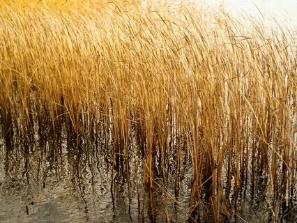 The Way Of Rumi: 2 The Reed Flute