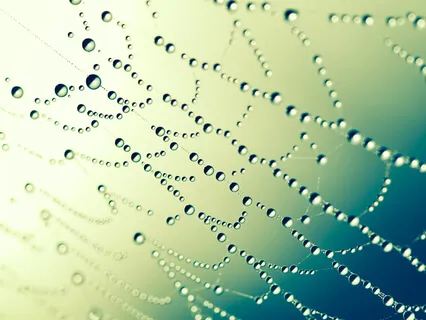 The Web Of Connection