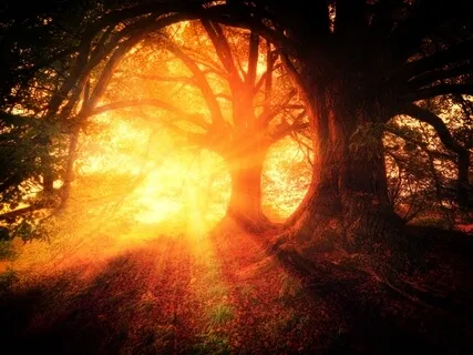 The Weird Magical Garden  |  Music From Another World