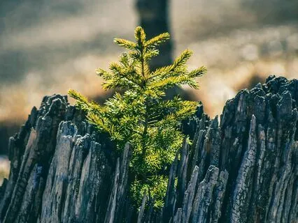 The Welcome | Ancestral Sound Healing Medicine | V Of V