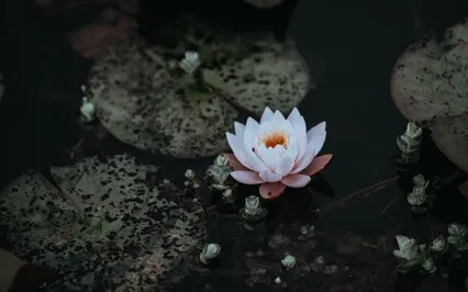 The Well Within - Knowing Ourselves Beyond The Noise