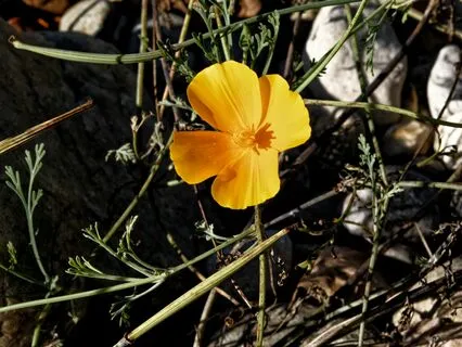 The What Doesn't Kill You Meditation