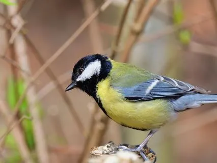 The Whisper Of Spring