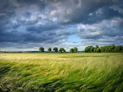The Whispering Of Wind Through Grass