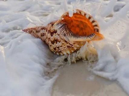 The Whispering Shell: A Short Tale Of Inner Guidance