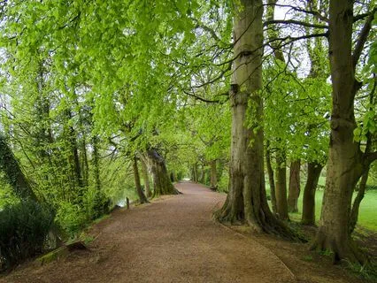 The Whispering Woods Of Sleep