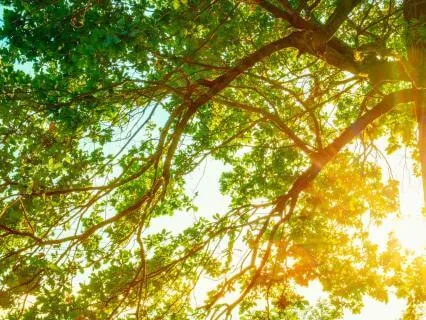 The Whispers Of The Old Tree - Reassuring Spoken Word