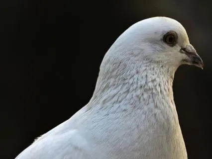 The White Dove