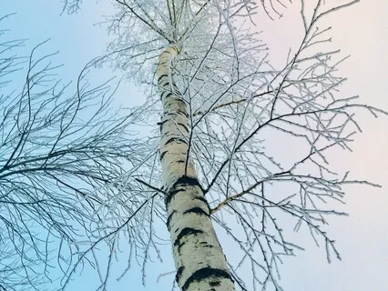 The White Silence