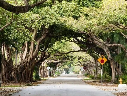The White Way Of Delight Anne Of Green Gables Ambience