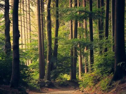 The Wild Reset: A Spring Yoga Nidra For Rest & Renewal