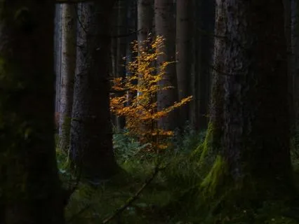 The Wilding Of Trust: Releasing The Burden Of Being Found