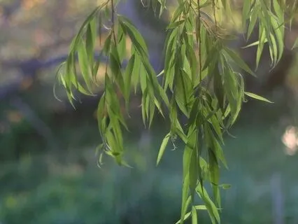 The Willow Tree: A Talk On Wisdom, Resilience, And Healing
