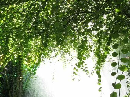 The Willow Tree's Wisdom: A Meditation For Emotional Renewal