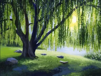 The Willow Tree | Sleep Story For Everyone