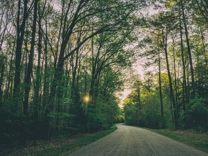 The Wind In The Trees | 1 Hour Of Natural White Noise