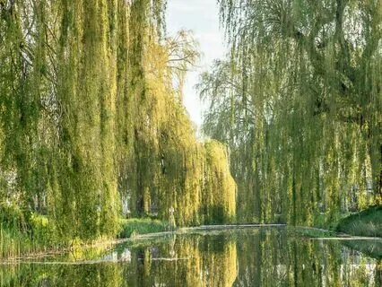 The Wind In The Willows, Ch 12 (End) - The Return Of Ulysses