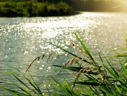 The Wind In The Willows, Chapter 1 - The River Bank