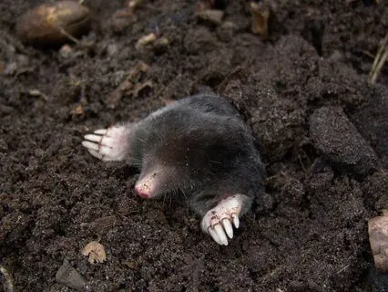 The Wind In The Willows, Chapter 2 - The Open Road