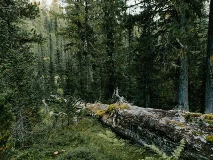 The Wind In The Willows, Chapter 3 - The Wild Wood