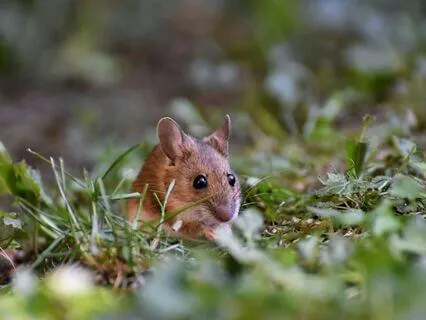 The Wind In The Willows, Chapter 5 - Dulce Domum