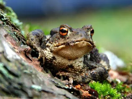 The Wind In The Willows, Chapter 6: Mr Toad