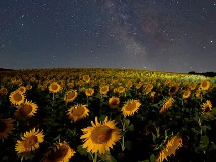 The Wind That Wandered: A Gentle Sleep Story