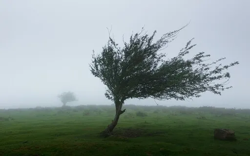 The Winds Of Our Lives