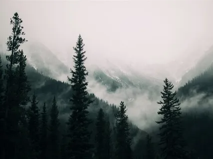 The Winter Forest Path (Music With Nature Sounds)