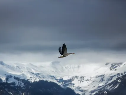 The Winter Goose Zodiac