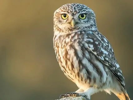 Wisdom & Power. A Heart Library Code Meditation