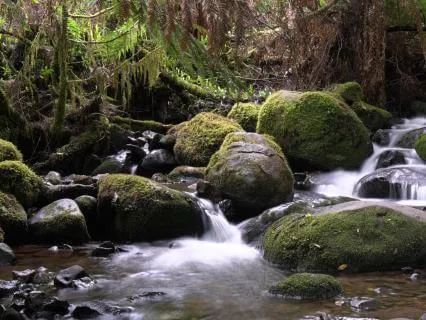 The Wisdom Of Flow / La Sabiduría Del Fluir