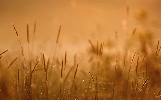 The Wisdom Of Mortality