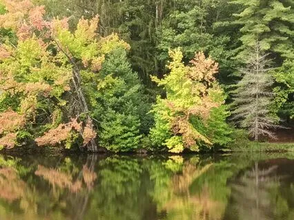 The Wisdom Of Our Totem Animals (Shamanic Drums)