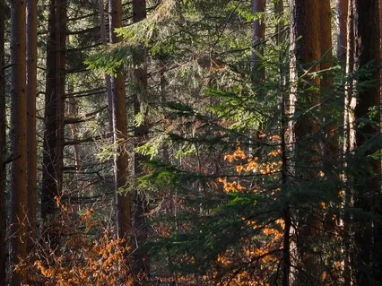 The Wisdom Of The Forest Light