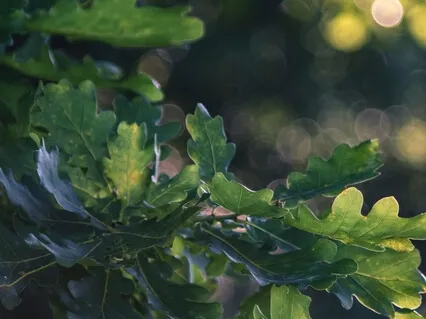 The Wisdom Of The Oaks (Shortened)