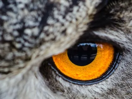 The Wisdom Of The Owl - North American Zodiac