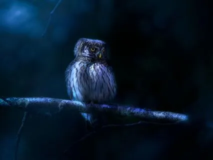 The Wisdom Of The Quiet Owl (Bedtime Story)