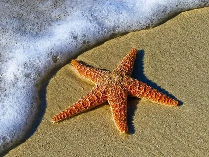 The Wisdom Of The Sea