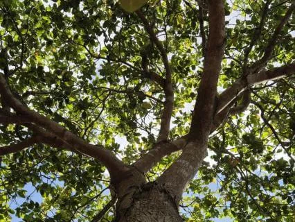 The Wisdom Of The Trees Meditation (With The Chakras)