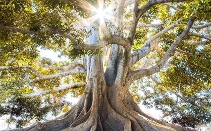 The Wisdom Of The Trees - Resilience, Balance & Ease
