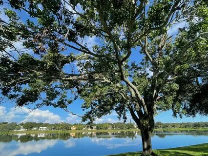 The Wisdom Of The Trees