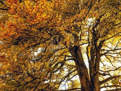 The Wisdom Of Trees: A Short Guided Reflection