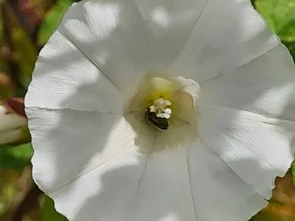 The Wisdom Of Wild Flora