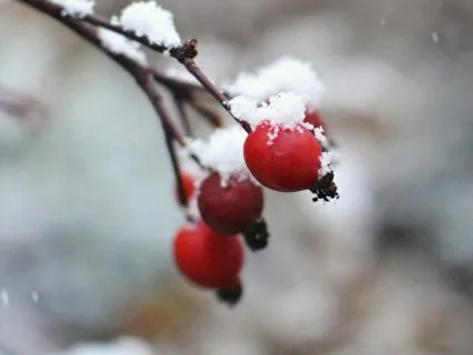 The Wisdom Of Women's Voices - Jan 24