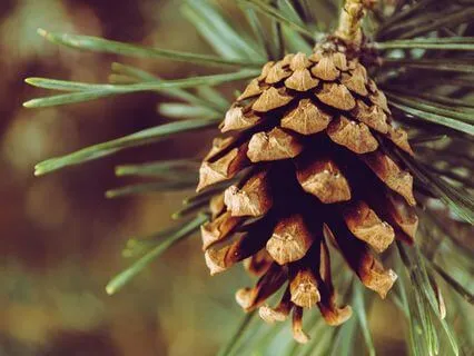 The Wise Aspiration Of Joy And Peace- Dec 19